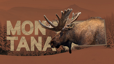 Montana - Mooose montana moose