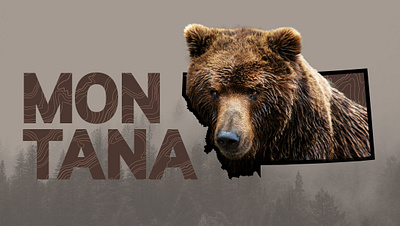 Montana - Grizzly bear brown grizzly bear montana