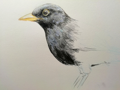 Merle noir [Turdus merula]