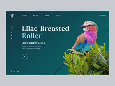 African Bird Club Web Concept africa bird club birds branding colorful concept conservation design graphic design graphic designer landing page lilac breasted roller safari uiux web design web design and development website concept website design wildlife