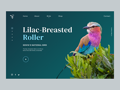 African Bird Club Web Concept africa bird club birds branding colorful concept conservation design graphic design graphic designer landing page lilac breasted roller safari uiux web design web design and development website concept website design wildlife