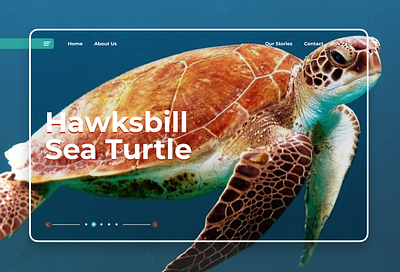 Sea Turtle UI Design