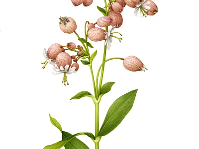 Silene vulgaris advertising airbrush booklet botanical botanical art botanical garden botanical illustration brochure chelsea collateral design drawing editorial flower flower show handmade illustration naturalistic vintage