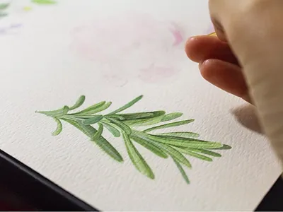 Rosemary watercolor painting flower flowers illustration paint painting plants process rosemary science watercolor