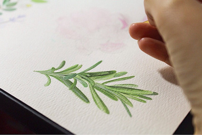 Rosemary watercolor painting flower flowers illustration paint painting plants process rosemary science watercolor