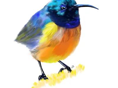 Sunbird adobe adobe fresco bird illustration