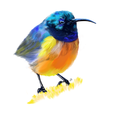 Sunbird adobe adobe fresco bird illustration