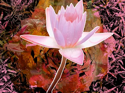 Air & Light flower photography pink vector vector art