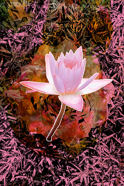 Air & Light flower photography pink vector vector art