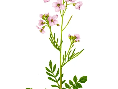 Cardamine pratensis advertising airbrush booklet botanical botanical illustration brochure chelsea design drawing floral flower flower show garden handmade illustration naturalistic plant show vintage