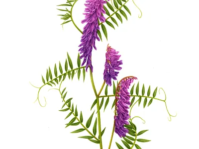 Vicia cracca advertising airbrush artwork book booklet botanical botanical illustration brochure design drawing editorial floral flower garden handmade illustration naturalistic pencil vintage