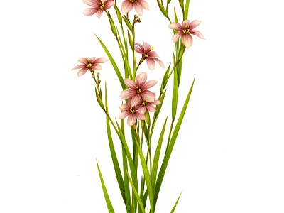 Sysirichium biscutella advertising airbrush book booklet botanical botanical illustration chelsea design drawing floral flower garden handmade illustration invitation naturalistic painting pencil plant