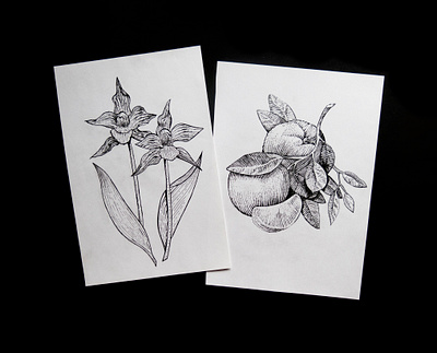 Dotwork drawings drawings flower flowers flowers illustration freehand drawing fruit gel pen graphic arts illustration liner nature old technique orange paper picture