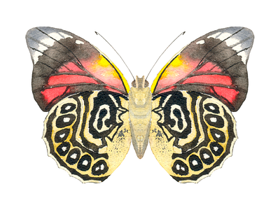 Brown Butterfly in Watercolor - Original Painting illustration painting watercolor watercolor painting