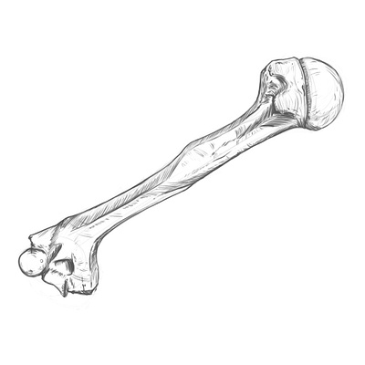 Humerus, Drawing #02. anatomy anatomy drawing design digital drawing drawing illustration rodriguez ars sketch