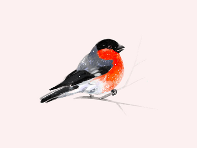 Christmas bullfinch bird bullfinch christmas illustration procreate snow winter