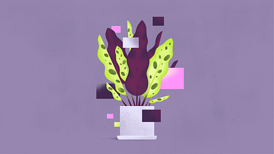 Still life exploration: Rattlesnake plant 2d flat geometric illustration plant pot rattlesnake shapes simple