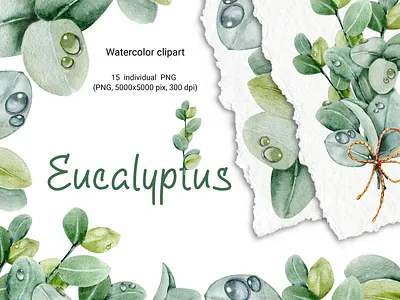 Eucalyptus leaves and bouquet, watercolor clipart акварель букет зелень капли листья роса флора цветы эвкалипт