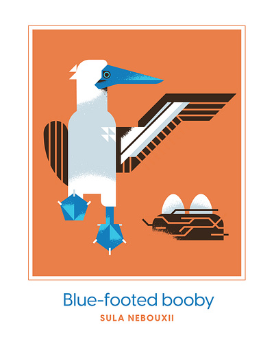 Blue Footed Booby Bird animal beak bird blue booby character design eggs flight illustration nest texture vector wing