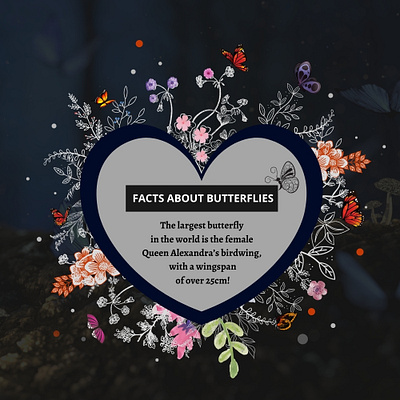 Butterfly Facts advertising art beautiful branding brochure butter butterflies design facts illustration illustrator logo postseason qoutes queen socialmediapost socialmediatemplate typography vector