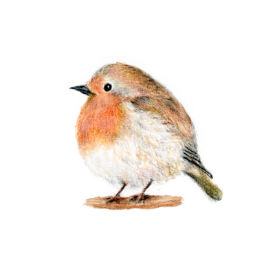 British Robin animals bird british colorpencils illustration robin watercolor