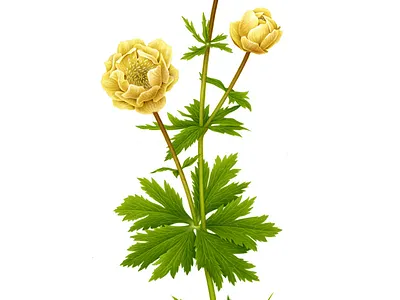 Trollius alabaster advertising airbrush book booklet botanica botanical botanical art botanical illustration chelsea flower show collateral design drawing editorial floral florals flower handmade illustration naturalistic show