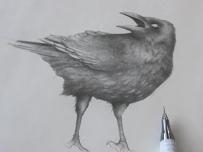 Branding WIP for an upcoming project bird illustration birds book cover branding graphite design graphite drawing illustration pencil drawing wip