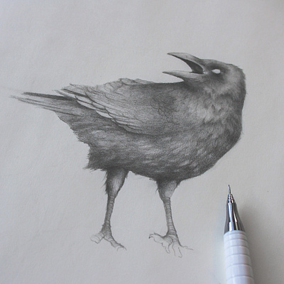 Branding WIP for an upcoming project bird illustration birds book cover branding graphite design graphite drawing illustration pencil drawing wip