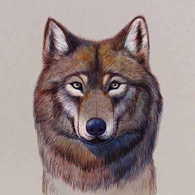 wolf illustration