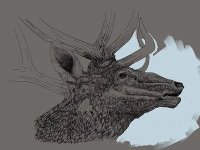 Bull Elk fishing harvesting hunting hunting t shirt design illustration ink lineart pen procreate sketch taxidermy
