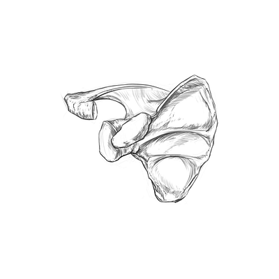 Scapula drawing #07 anatomy design drawing illustration minimal rodriguezars sketch