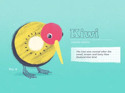 Kiwi collage color colors design drawing graphic illustration kiwi kiwifruit