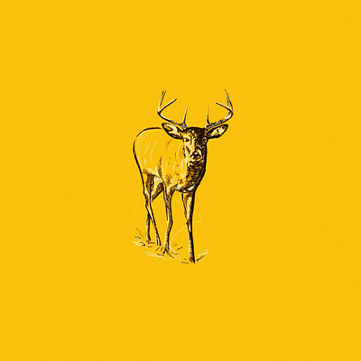 Whitetail Deer Sketch antlers buck deer drawing fall graphic design hunting icon illustration michigan outdoors whitetail