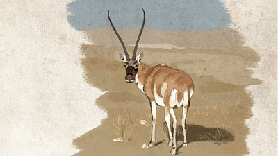 tibetan antelope animal character design characterdesign characters digital painting photoshop