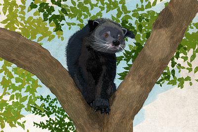 binturong animal character character design characterdesign digital art digital painting digitalart photoshop