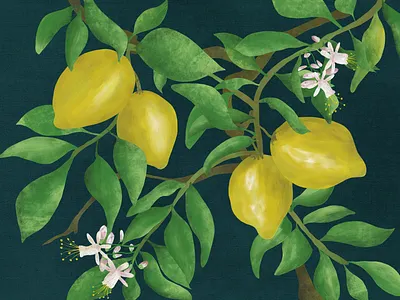 Lemontree branch illustration citrus digitalart fresco fresco illustration fruit happy juicy lemon lemonly lemontree sunny yellow