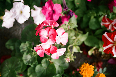 Análoga Colors flowers nikon noise photographer photoshop poster