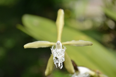 Orchid macro photographer photography photoshop