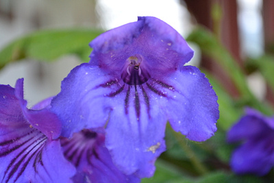 Purple colors flowers naturalistic photographer photoshop