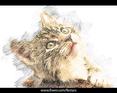 Pencil sketch colored from cat portrait or your portrait awesome awesome art illustration pencil art pencil drawing pencil sketch portrait portrait art sketch sketches