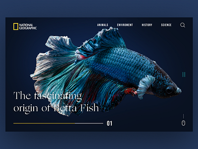 National Geographic Web Site Redesign app art betta fish design fish geography graphic design minimal national geographic ui uidesign ux