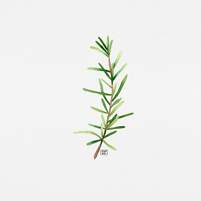 Rosemary - herbs series botanical illustration botanicalart illustration leaves rosemaryherbs shopart watercolor illustration watercolorart witchy