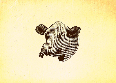 angus cow cow design etching hand drawn illustration old school scratchboard vector vintage