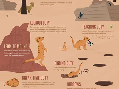 Infographic Illustration desert design eagle exhibit design graphic design illustration meerkat tawny eagle zoo