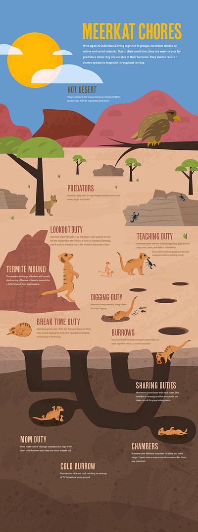 Infographic Illustration desert design eagle exhibit design graphic design illustration meerkat tawny eagle zoo