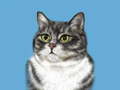 Realistic Cat Drawing animal drawing animal illustration cat drawing illustration ipadproart procreate procreate app procreate art procreate tutorial realism realism drawing realistic realistic animal