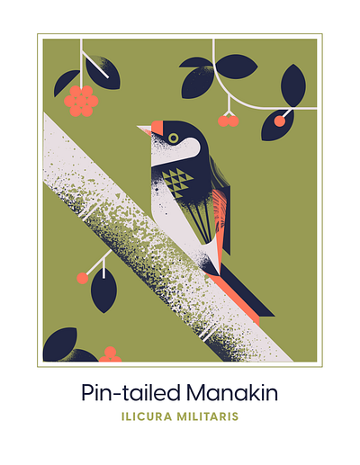 Pin Tailed Manakin animal berries bird character design flat flat design flight fly fruit green illustration olive red texture vector