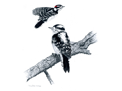 Downey Woodpecker bird illustration bird in flight birds downy woodpecker fourwindsgraphics graphite hand drawn illustration tree woodpecker