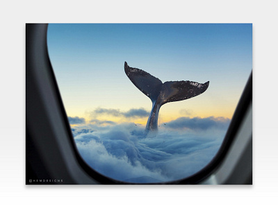 The Great Whale design design art graphics image manipulation photo manipulation photoshop