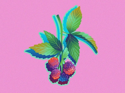 Blackberry shadow play berries bright design drawing editorial flavor cue food illustration fruit illustration jordan kay limited color packaging rainbow seasonal spot illustration summer texture